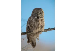 great gray owl in grand teton photography tours