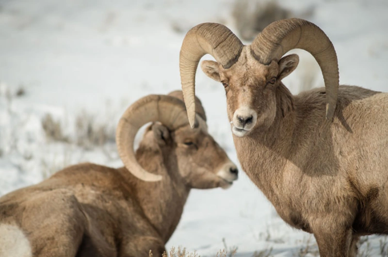 Wildlife Tours Jackson Hole Alpenglow Tours