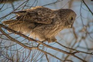 grand teton and jackson hole wildlife tour great gray owl