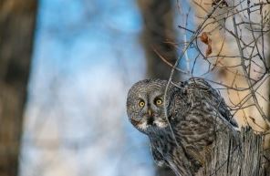 Jackson Hole wildlife tour - grey owl