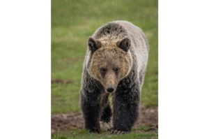 Grizzly Bears in grand teton photography tours