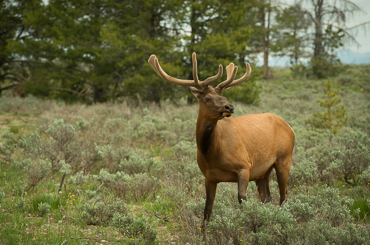Jackson Hole Photography Tours elk
