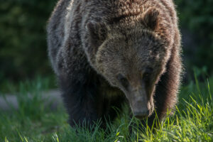 Close up Grizzly from AlpenGlow Photography Tours