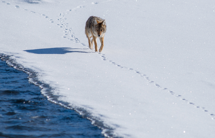 wolf Yellowstone in the Winter by alpenglow tours