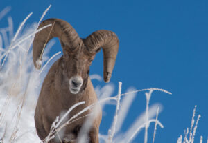 Bighorn Ram and frost