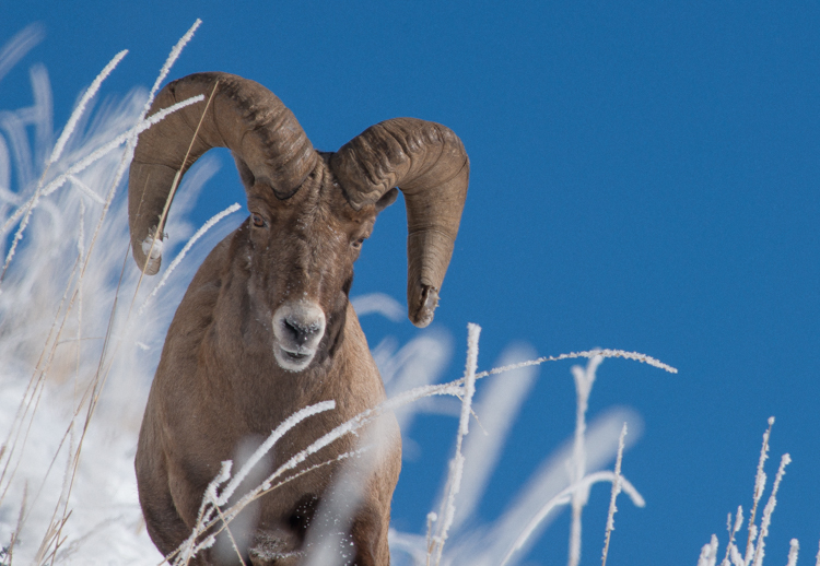 winder bighorn at Yellowstone in the Winter by alpenglow tours