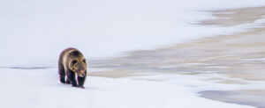 Grizzly on Ice