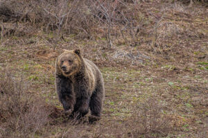 Grizzly on the run