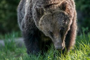 Grizzly Bears in grand teton wildlife tour