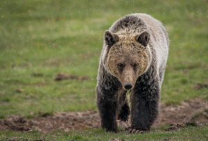 Yellowstone Grizzly