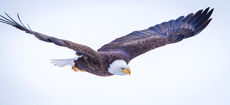 Winter wildlife tours in Jackson Hole bald eagle