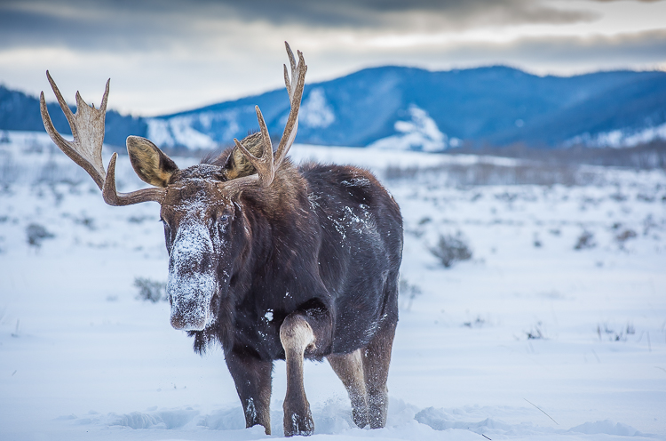 Winter wildlife tours in Jackson Hole moose