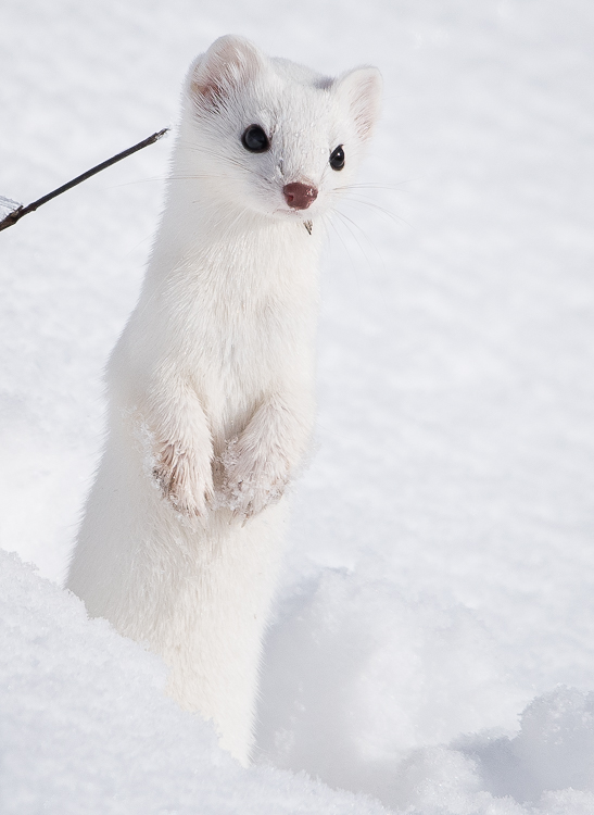 Winter wildlife tours in Jackson Hole ermine