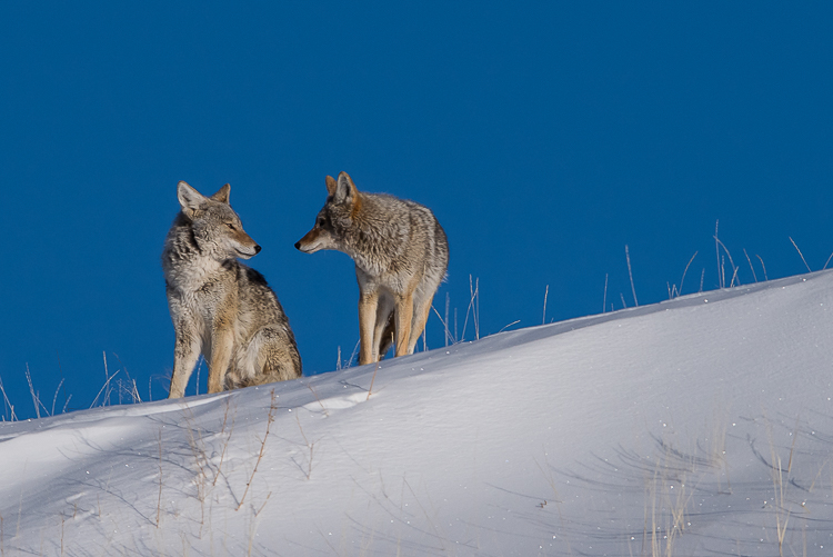 Winter wildlife tours in Jackson Hole wolves