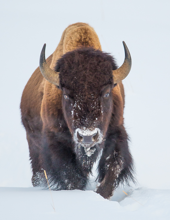 Winter wildlife tours in Jackson Hole bison