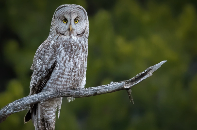 Jackson Hole Wildlife Tours – Great Gray Owls