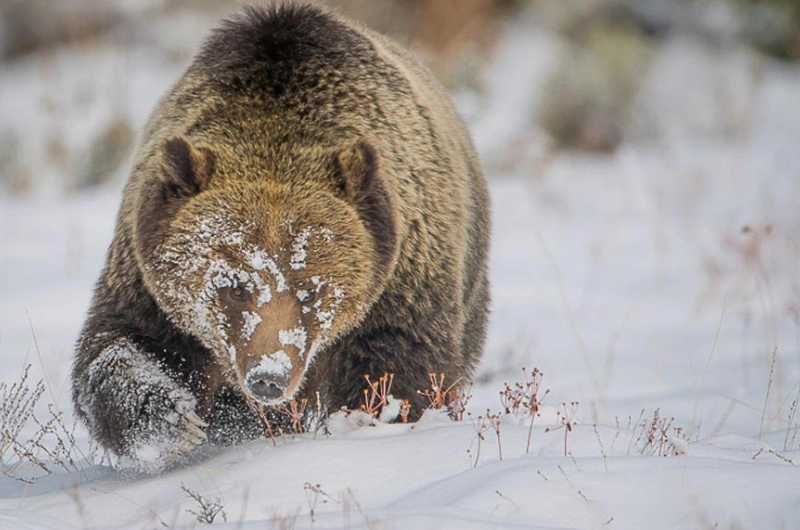 Grand Teton Wildlife Tours – Grizzly Bears