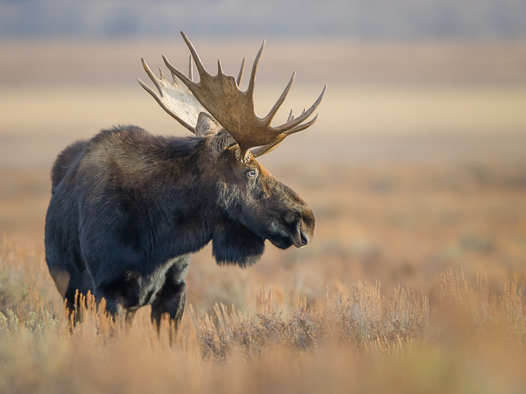 grand teton wildlife tours
