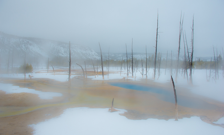 Yellowstone in the Winter by alpenglow tours