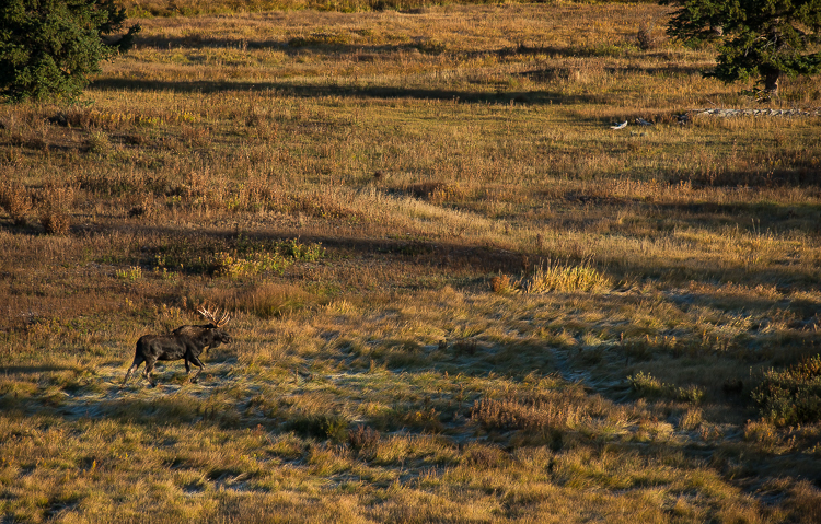 Bull Moose at Blacktail Ponds Jackson Hole Fall Colors