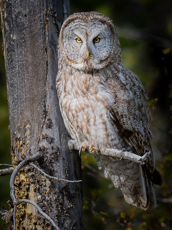 Jackson Hole Wildlife Tours Great Gray Owls