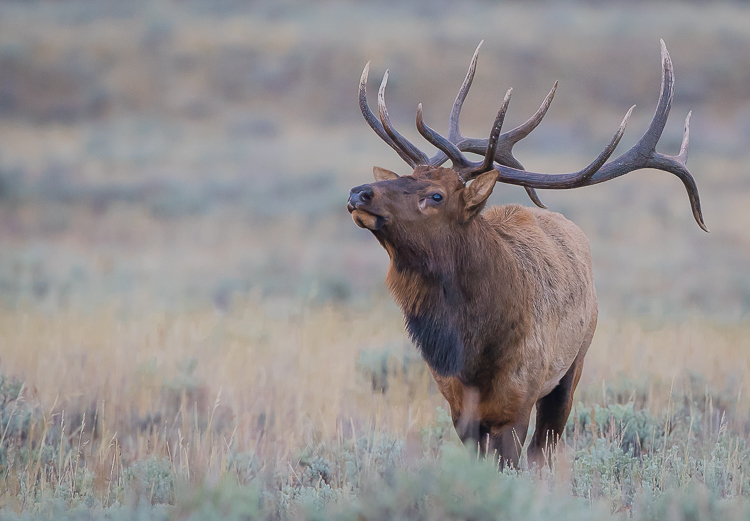elk in Fall in the Grand Teton wildlife tour