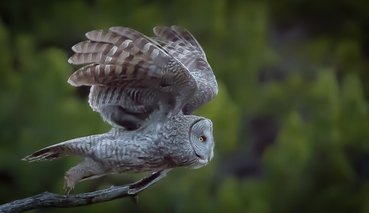 Jackson Hole Wildlife Tours Great Gray Owls