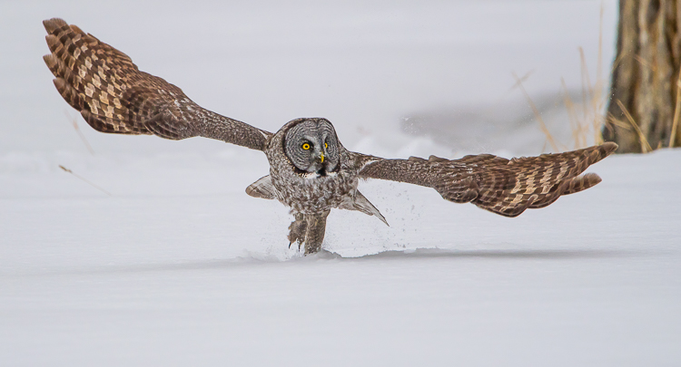 Jackson Hole Wildlife Tours Great Gray Owls