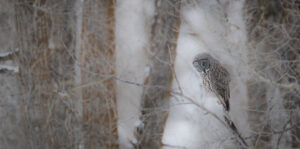 Jackson Hole Wildlife Tours Great Gray Owls