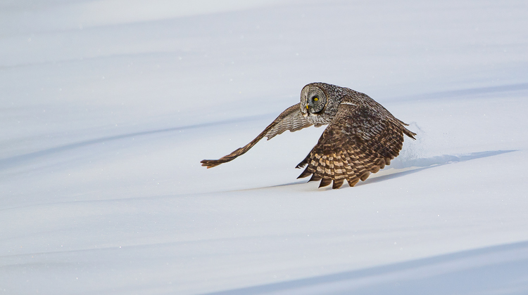 Jackson Hole Wildlife Tours Great Gray Owls