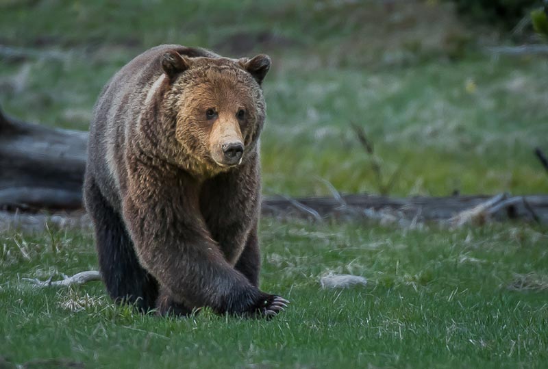 Grand Teton Wildlife Tours Grizzly Bears