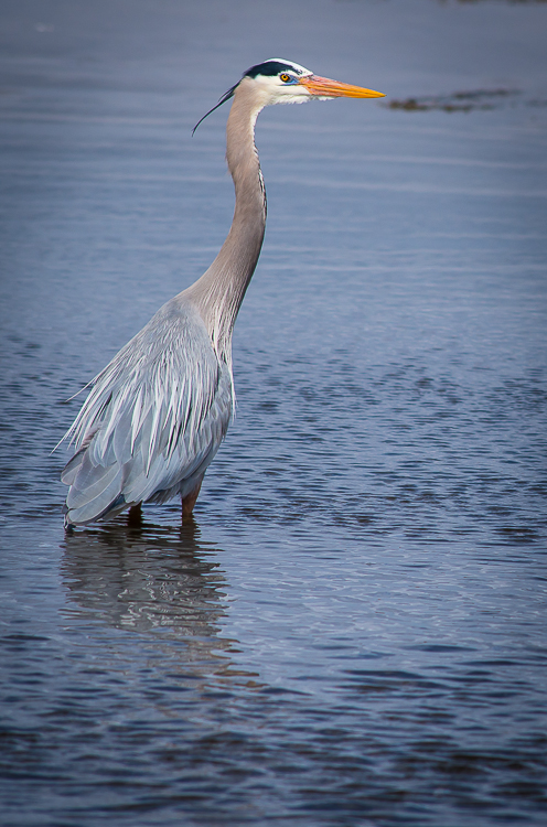  jackson hole wildlife Great blue heron