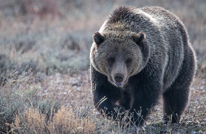 Grand Teton Wildlife Tours Grizzly Bears