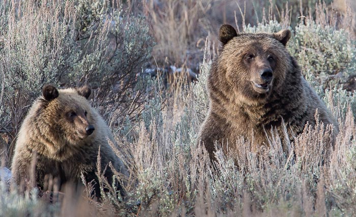 Grand Teton Wildlife Tours Grizzly Bears