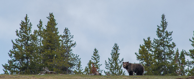South Entrance bear  jackson hole wildlife