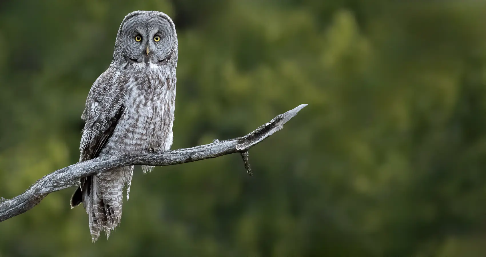 great gray owl at photography tour by alpenglow tours