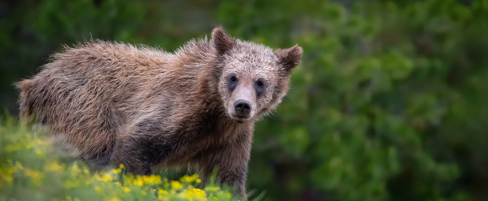 bear at sunset Grand Teton Tours by alpenglow tours