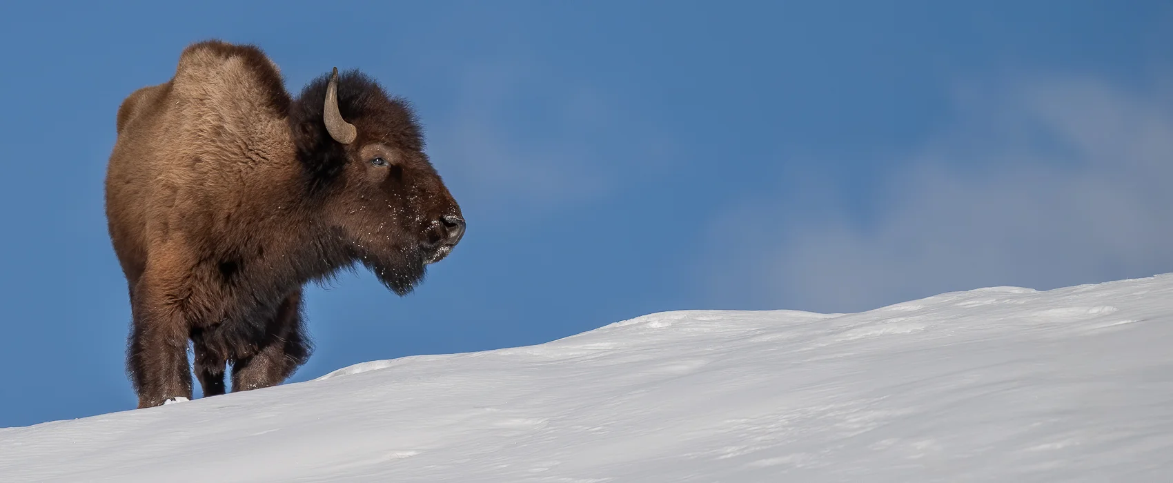 bison in snow at winter photography Tours by alpenglow tours
