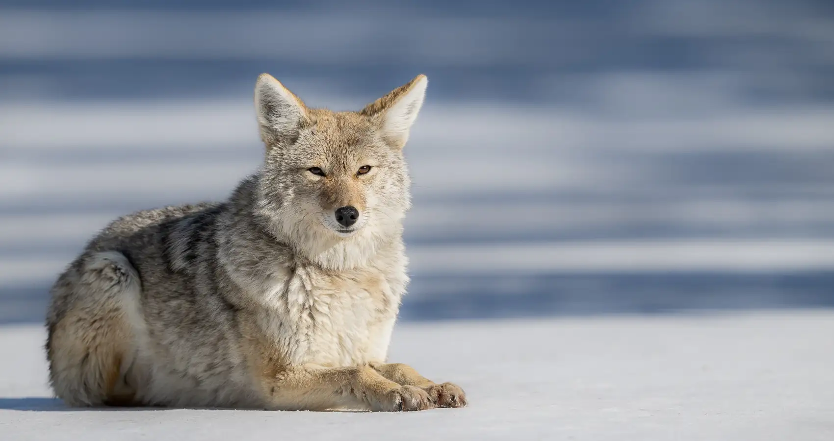 Wolf in jackson hole photography tours