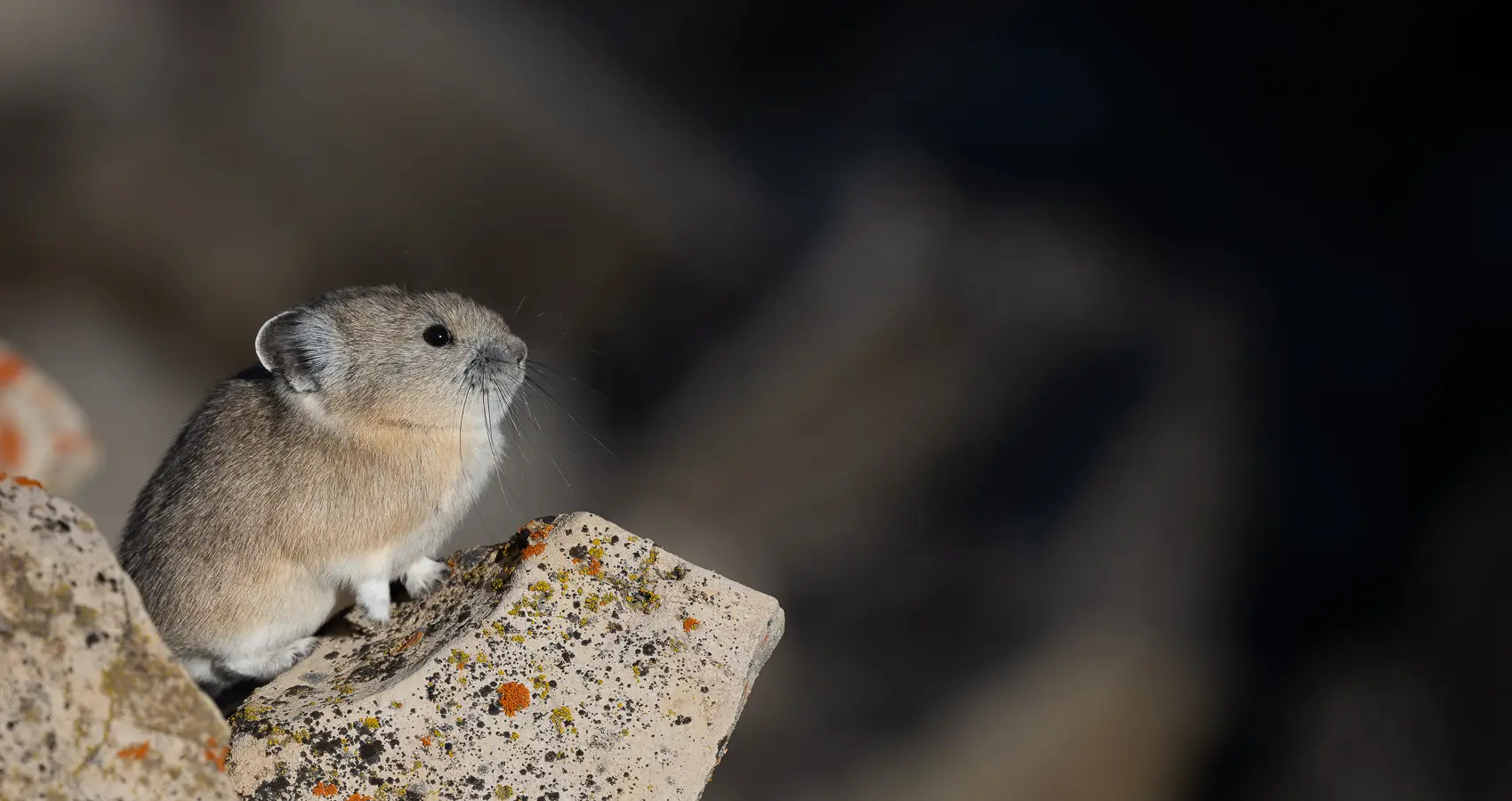 pika in jackson hole photography tours