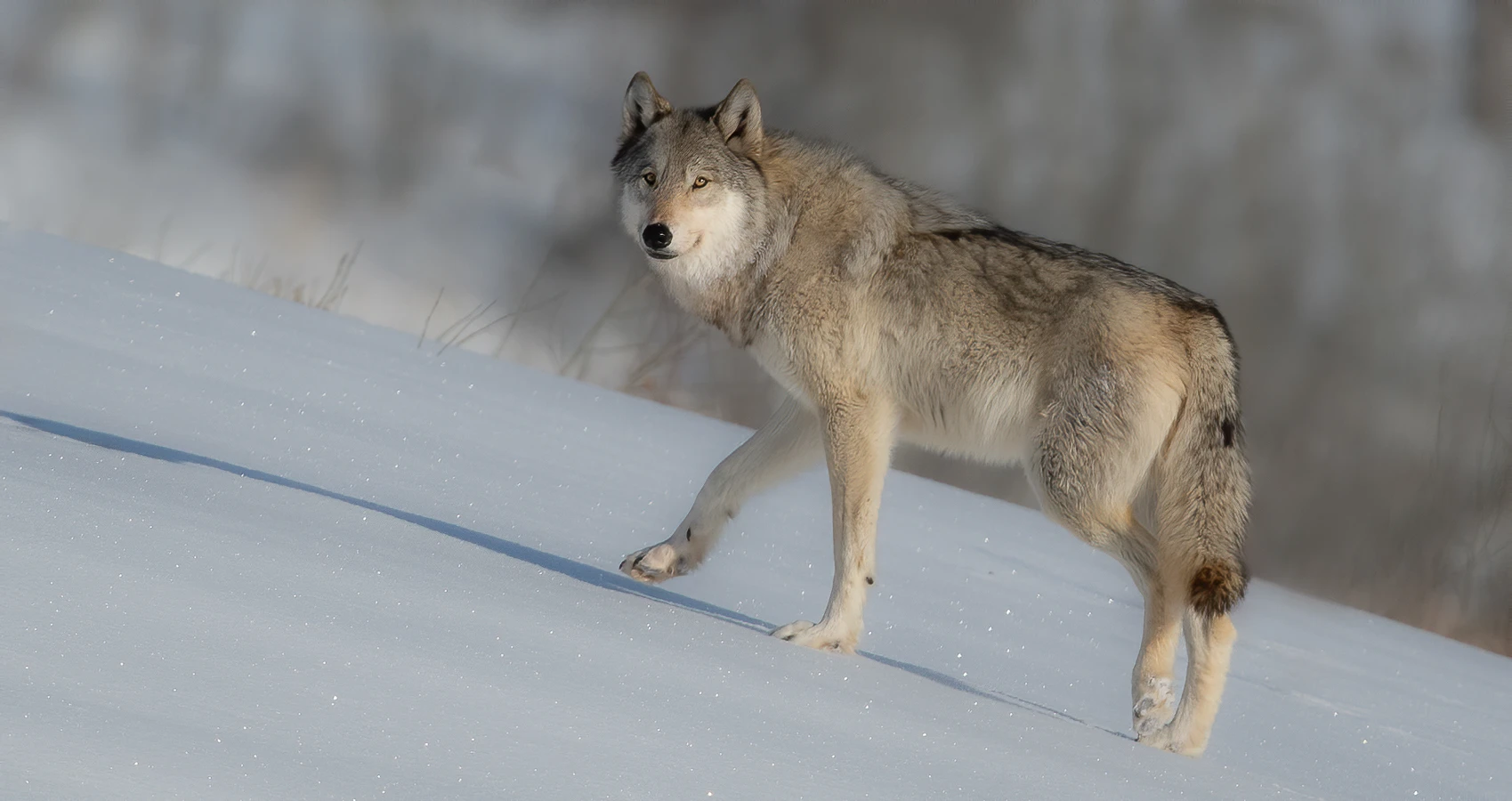Northwestern wolf at winter photography Tours by alpenglow tours
