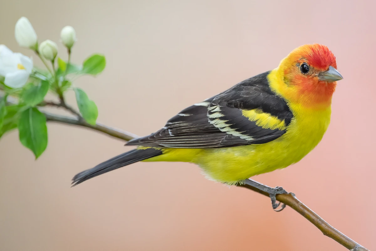 Western tanager in photography tours in jackson hole