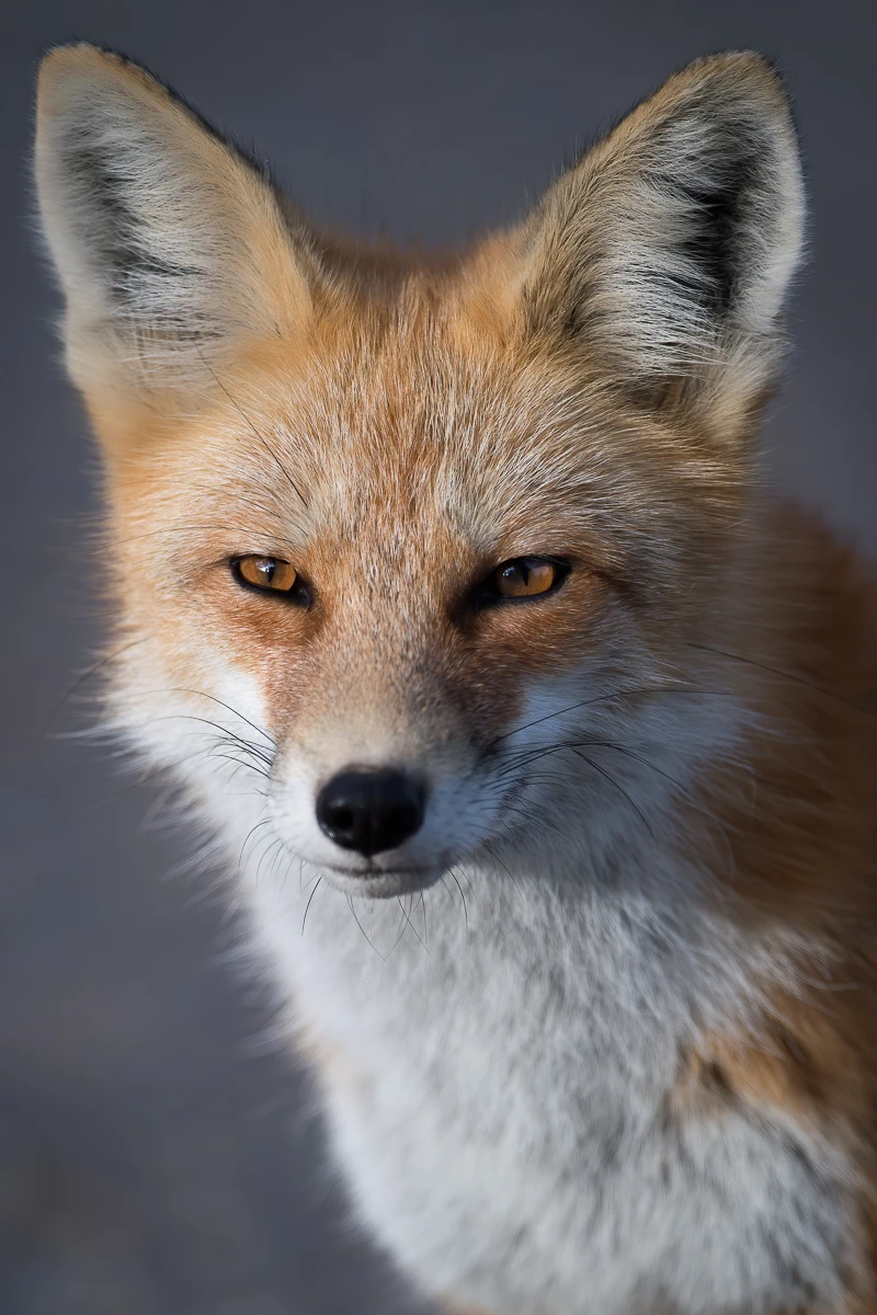 Red fox in jackson hole photography tours