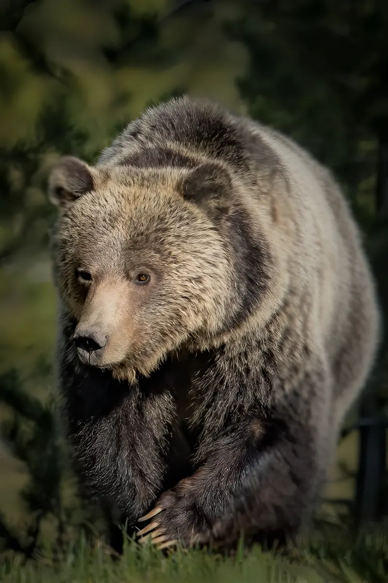 bears in Grand Teton tour