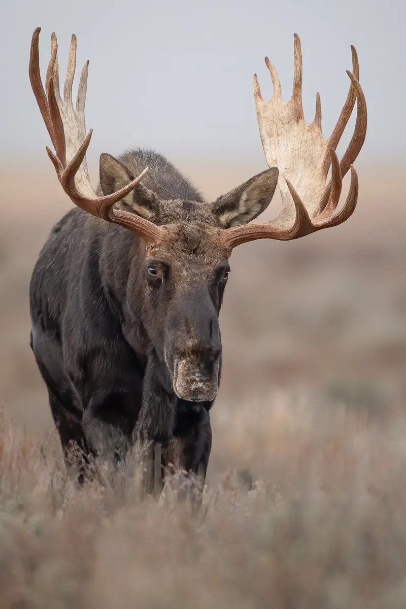moose in full day grand teton tour