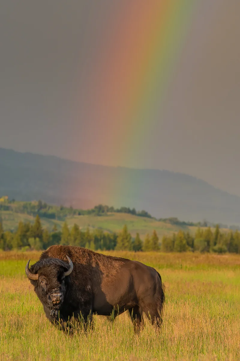 bison in grand teton tours with rainbow background