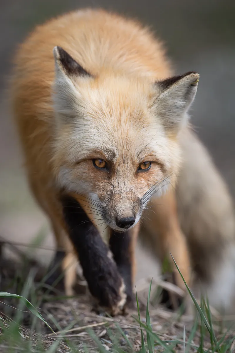 fox in full day grand teton tours