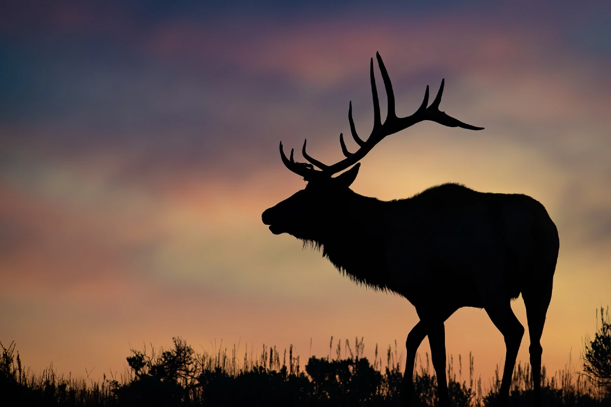 elk in sunset in jackson hole photography tours