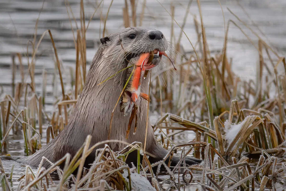 river otter in jackson hole wildlife