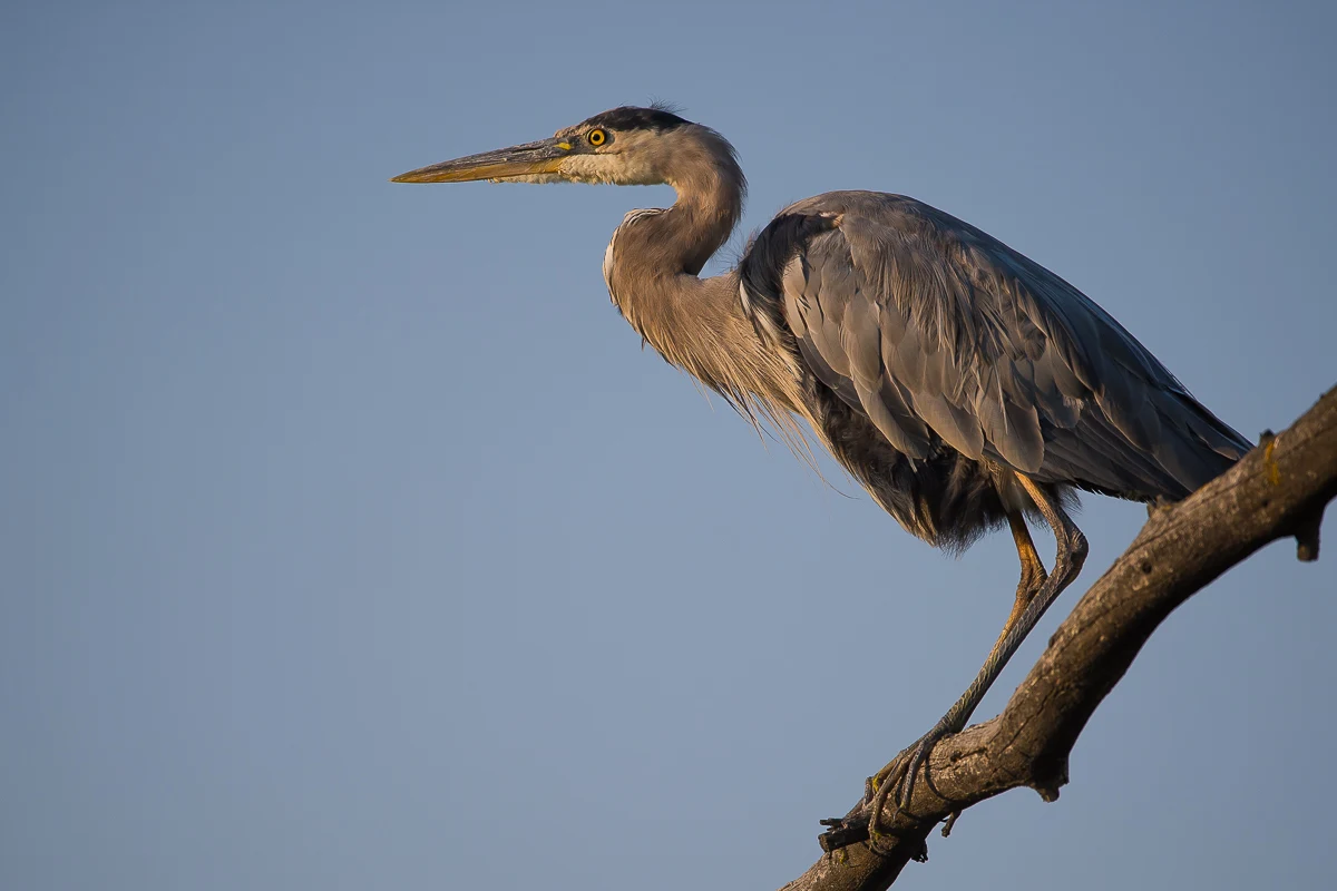 Great Blue Heron at Sunrise Grand Teton Tours by alpenglow tours